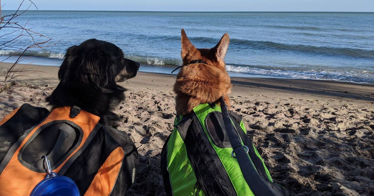 two dogs wearing backpacks on the beach | How Much Weight Should a Dog Carry in a Backpack?