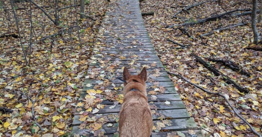dog hiking on boardwalk in fall | How to Train Your Dog for Hiking