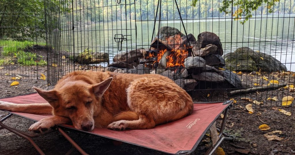dog laying on raised bed by campfire | Tips for Outdoor Travel with a Senior Pet