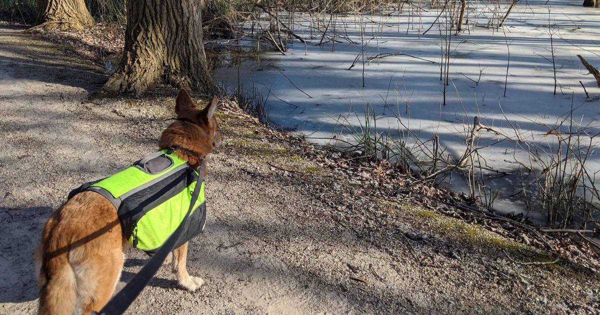 dog standing by frozen pond wearing a backpack | How to Train Your Dog for Hiking