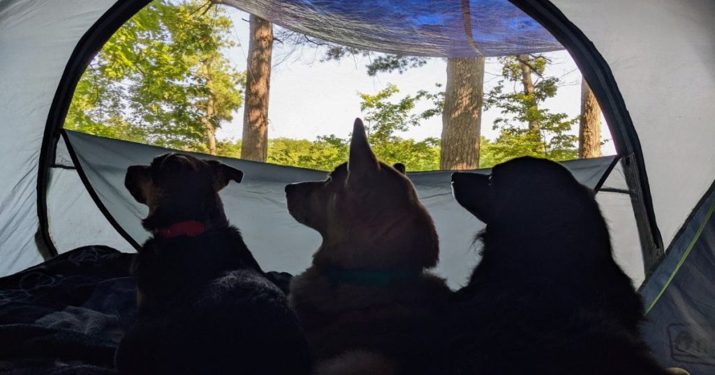 three dogs in a tent looking out the window | Camping at Non-Operating Provincial Parks in Ontario
