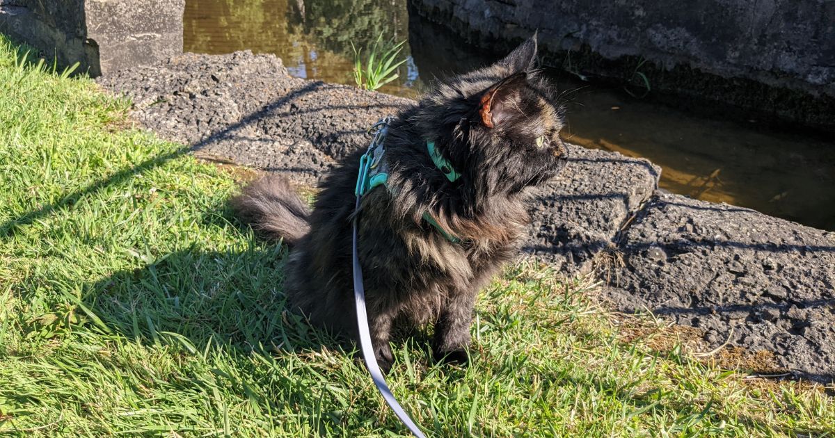 cat sitting outside next to water | Essential Cat Camping Gear for Your Next Outdoor Adventure