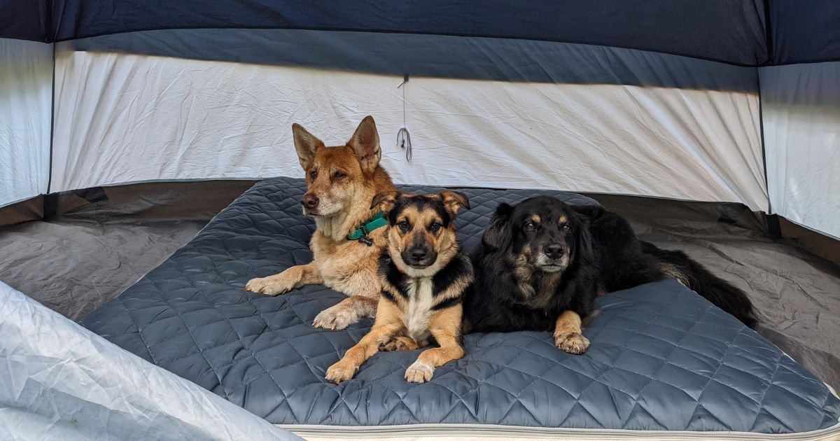 three dogs laying in a tent | How to Choose the Best Tent for Camping with Dogs (and Cats)