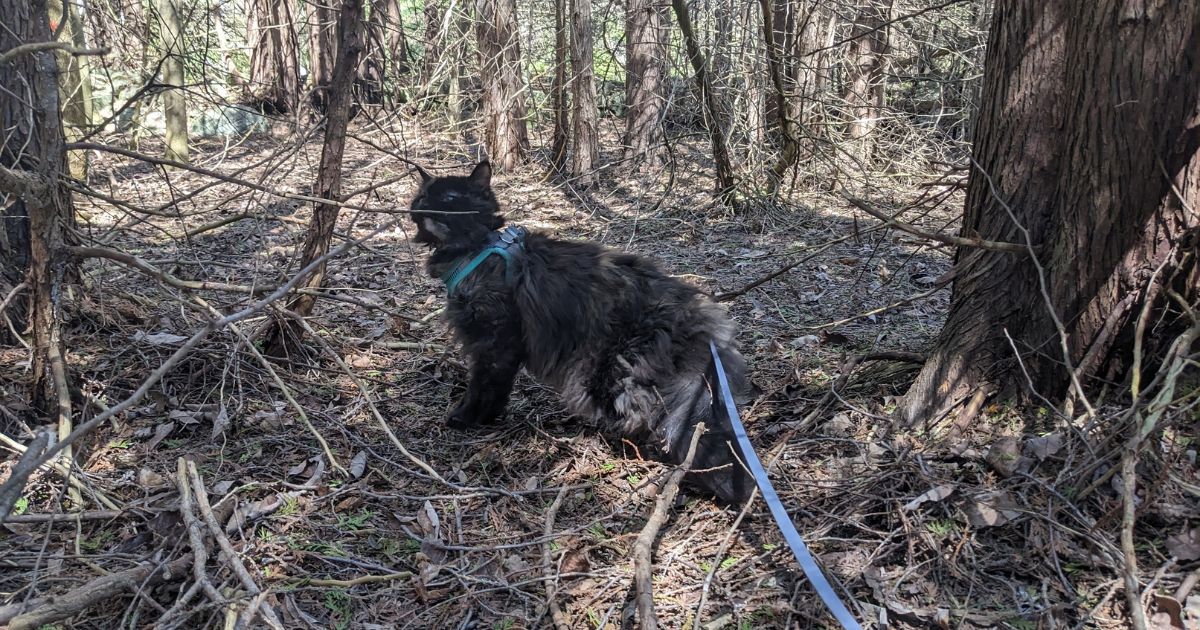 cat hiking through the woods on leash | Can You Prevent Ticks on Cats?