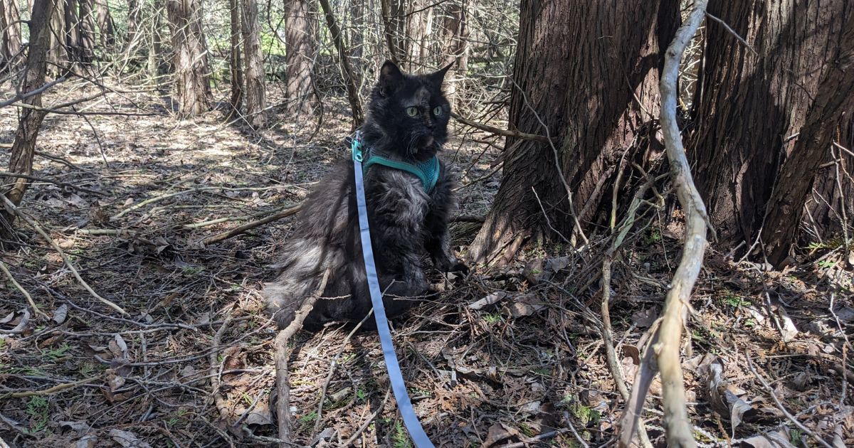 cat sitting in a wooded area on leash | 10 Rules of Hiking with Pets Responsibly
