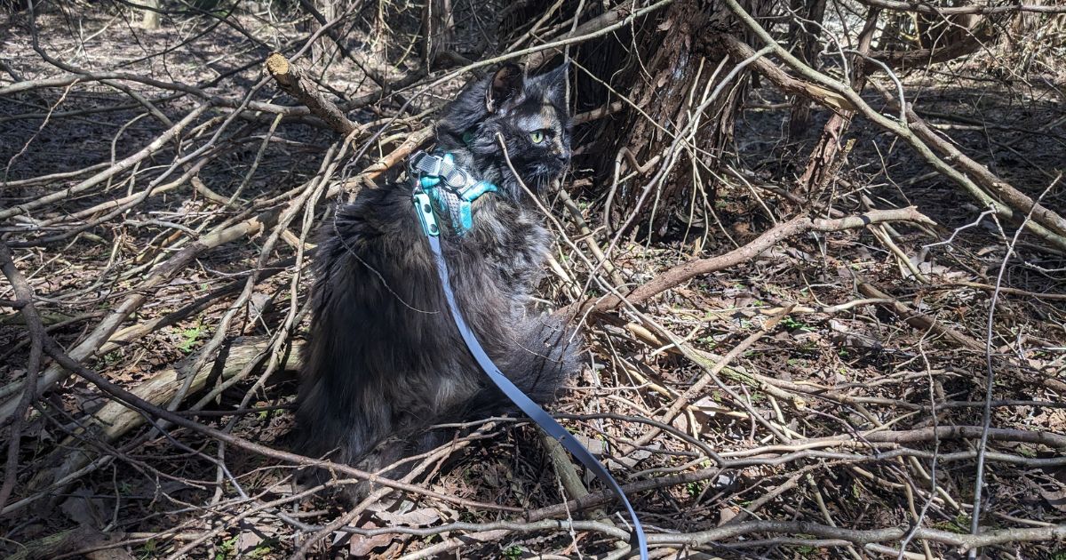 cat sitting in the woods on leash | Can You Prevent Ticks on Cats?