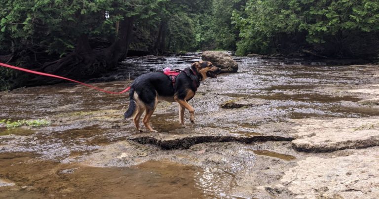 What Type of Leash is Best for Hiking with Dogs?