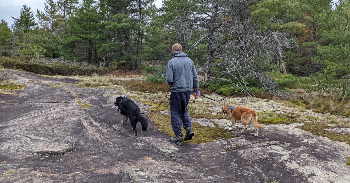 man hiking with two large dogs | 10 Rules of Hiking with Pets Responsibly