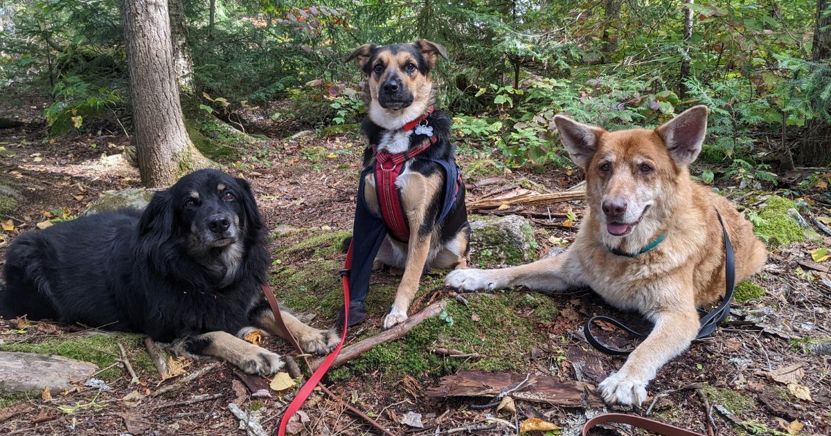 three dogs posed for portrait in the woods | What Type of Leash is Best for Hiking with Dogs?
