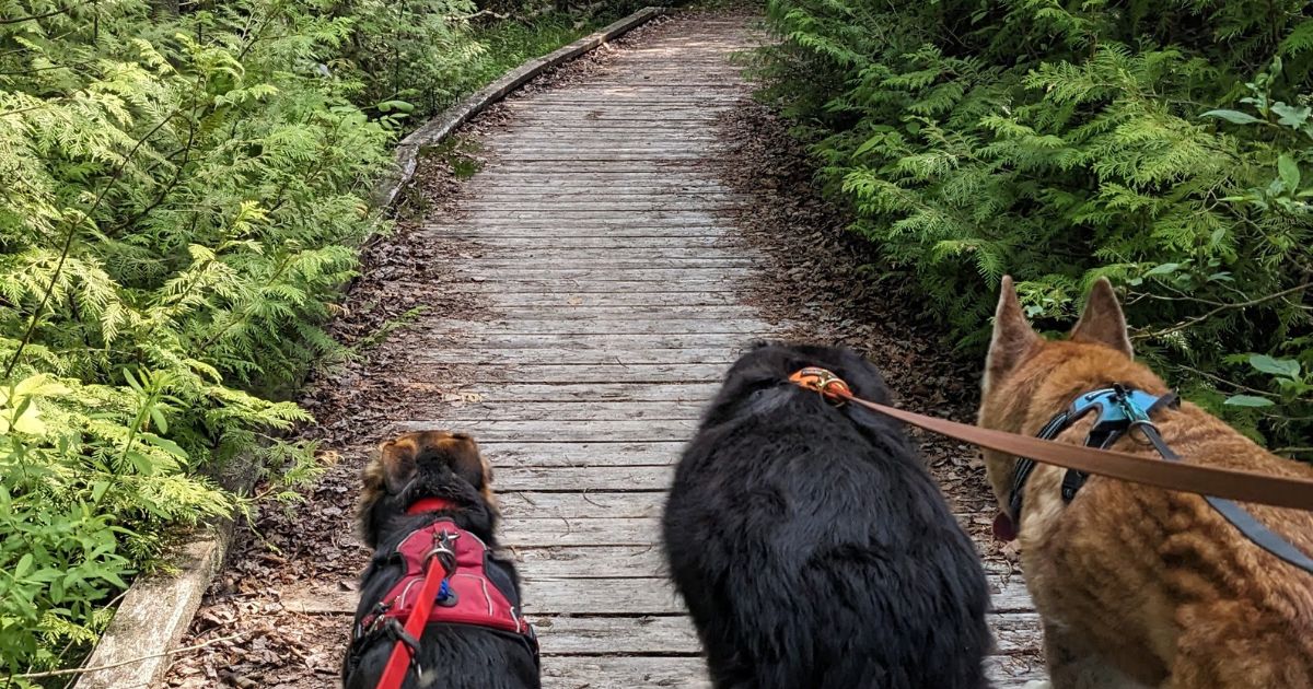 3 dogs hiking on a boardwalk | The Best Free Hiking Apps for Your Pet-Friendly Adventures