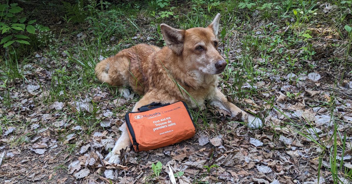 brown dog lying next to first aid kit | 5 Must-Have Items in A Pet First Aid Kit for Camping & Hiking