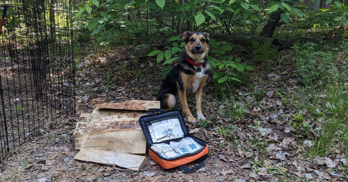 dog sitting by first aid kit and wood pile | 5 Must-Have Items in A Pet First Aid Kit for Camping & Hiking