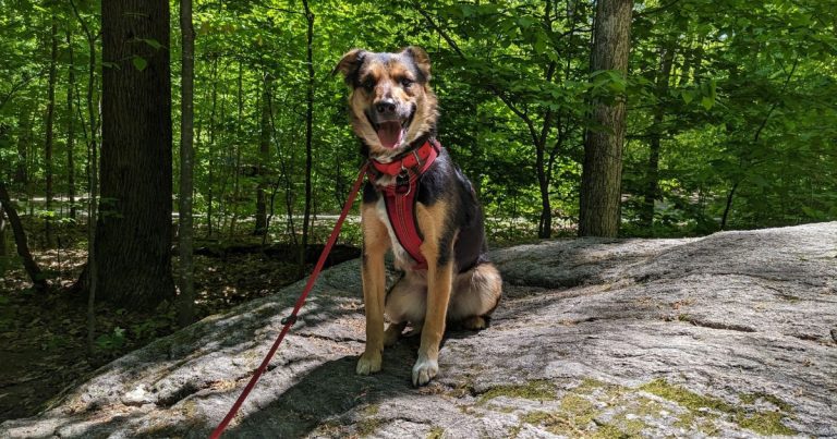 12 Tips for Camping with a Reactive Dog