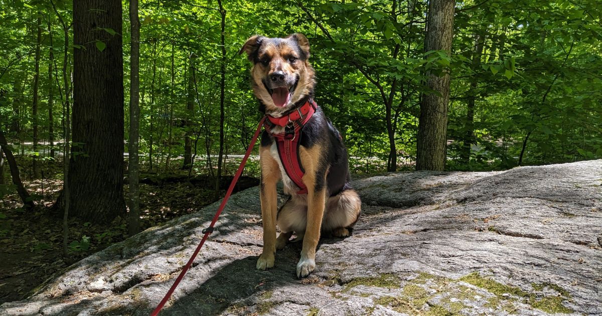 dog sitting on a rock in the woods | 12 Tips for Camping with a Reactive Dog