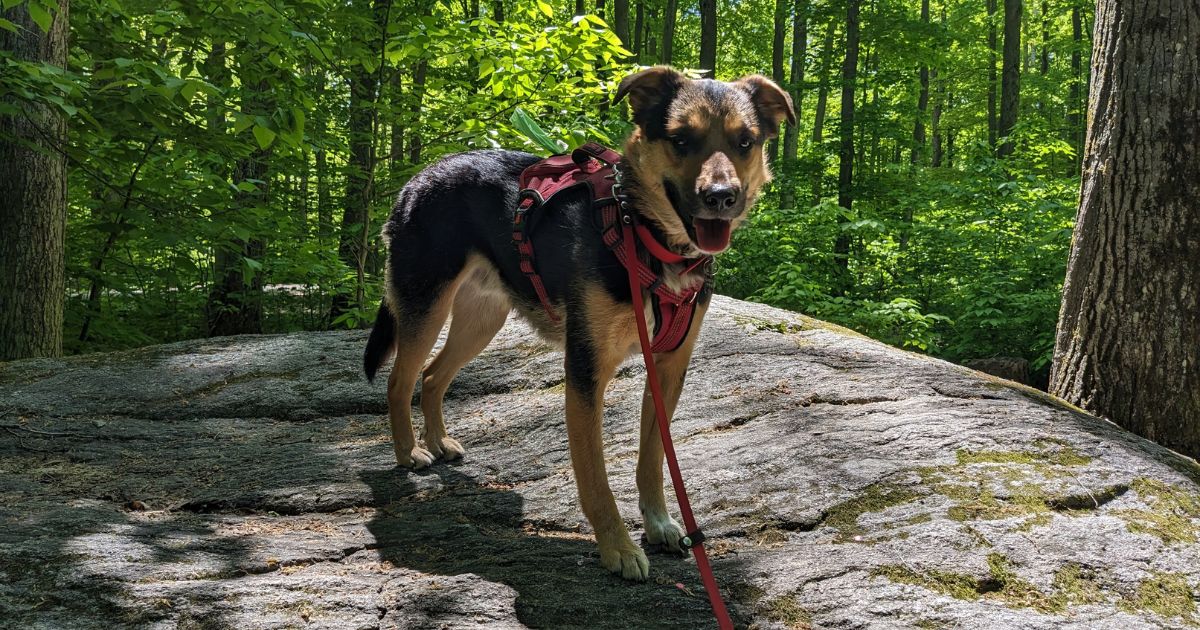 dog standing on a rock in the woods | 12 Tips for Camping with a Reactive Dog