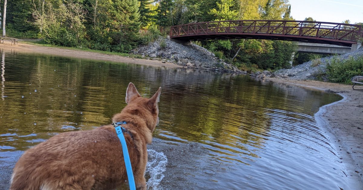 brown dog swimming in the lake | 15 Tips for Taking Your Dog to the Beach This Summer