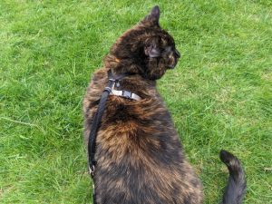 cat outside with a harness and leash | Tools and Resources