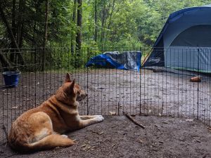 dog laying at a campsite inside a pen | Tools and Resources