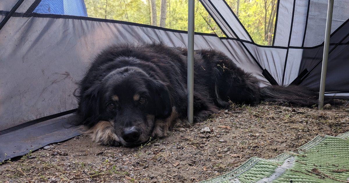 dog lying in a dining shelter with it's head down | Pet Sick While Traveling? Understanding Risks, Causes, and Prevention