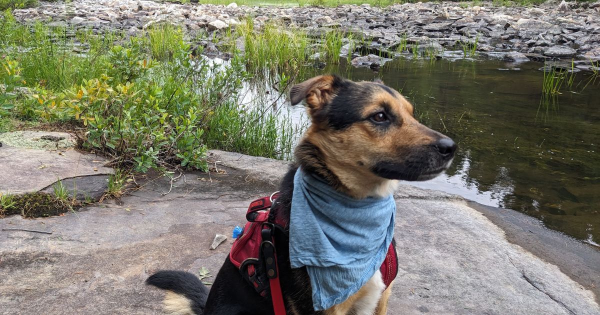 dog sitting at trail lookout | Mississagi Provincial Park: Video Review