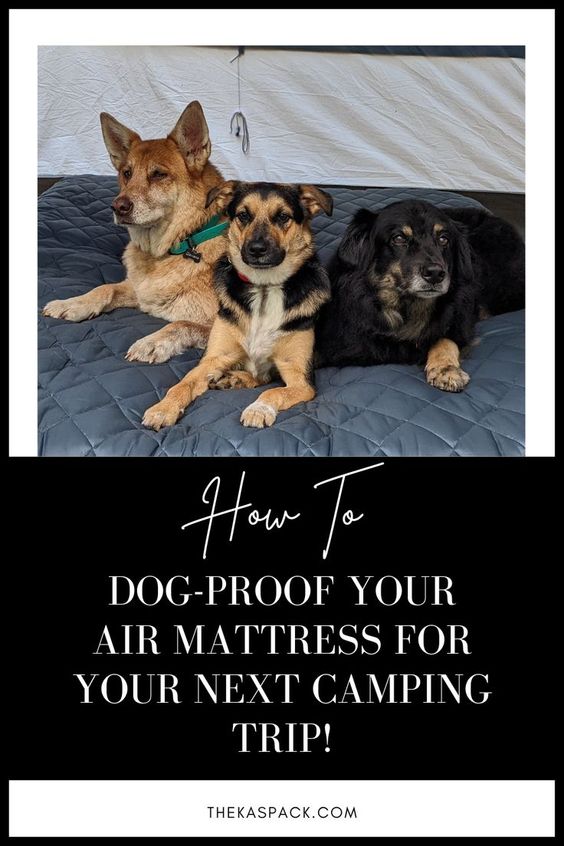how to dog proof your air mattress for your next camping trip pin
