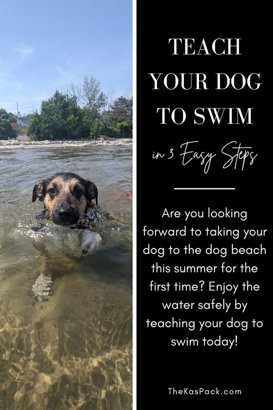 teach your dog to swim pin