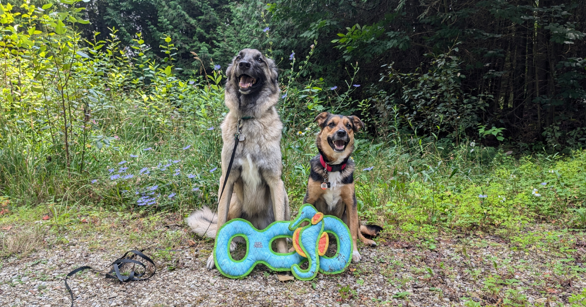 PULLER Hondenspeelgoed Set – 2 Ringen Voor Apporteren, Touwtrekken En Frisbee, Ideaal Voor Actieve Honden, Klein Tot Groot