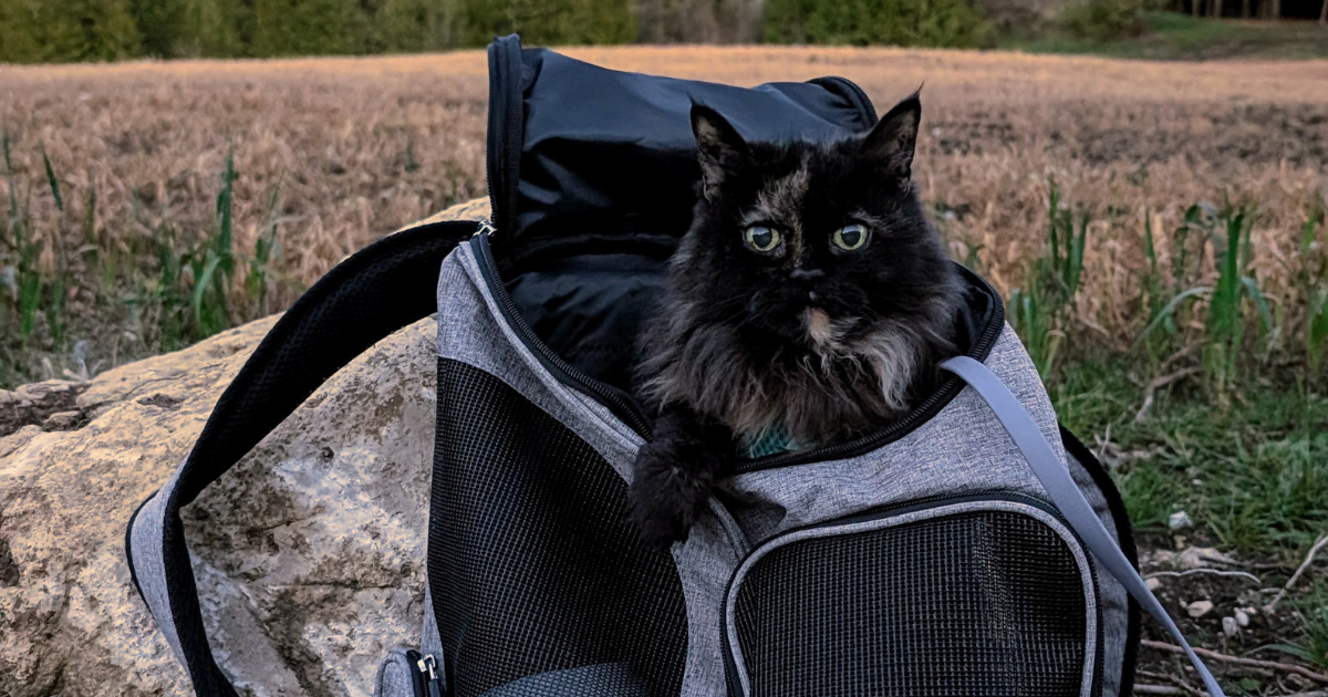 Sherpa 2-in-1 Pet Backpack & Carrier: Our Review | The Kas Pack