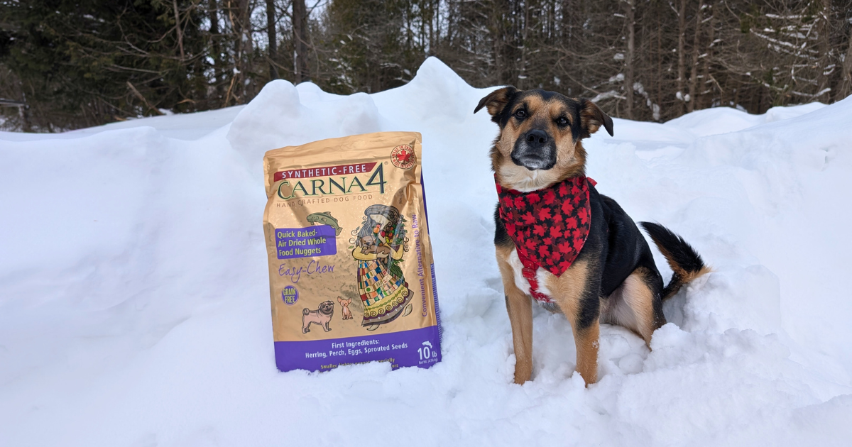 dog wearing a Canadian bandana sitting next to a bag of dog food in the snow | Shop Canadian: A Guide to Canadian Brands for Pet-Friendly Outdoor Travel Lovers