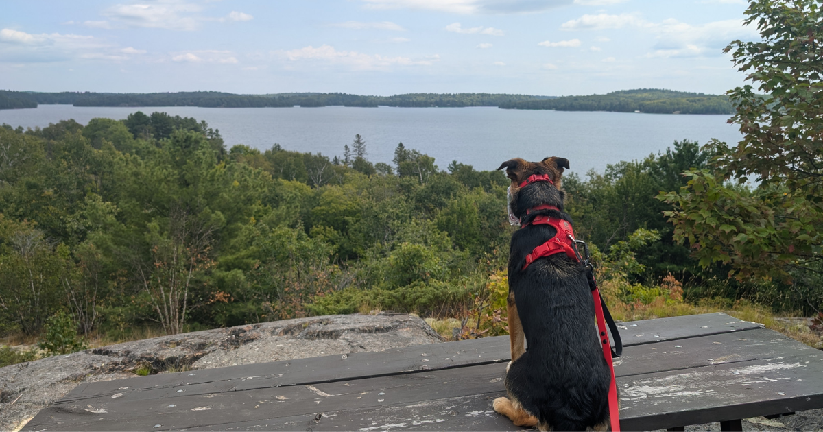 black and tan dog wearing a muzzle sitting looking out over a hiking lookout point | Reactive Dog Trail Scripts: What to Say in the Moment (from Our Experiences)