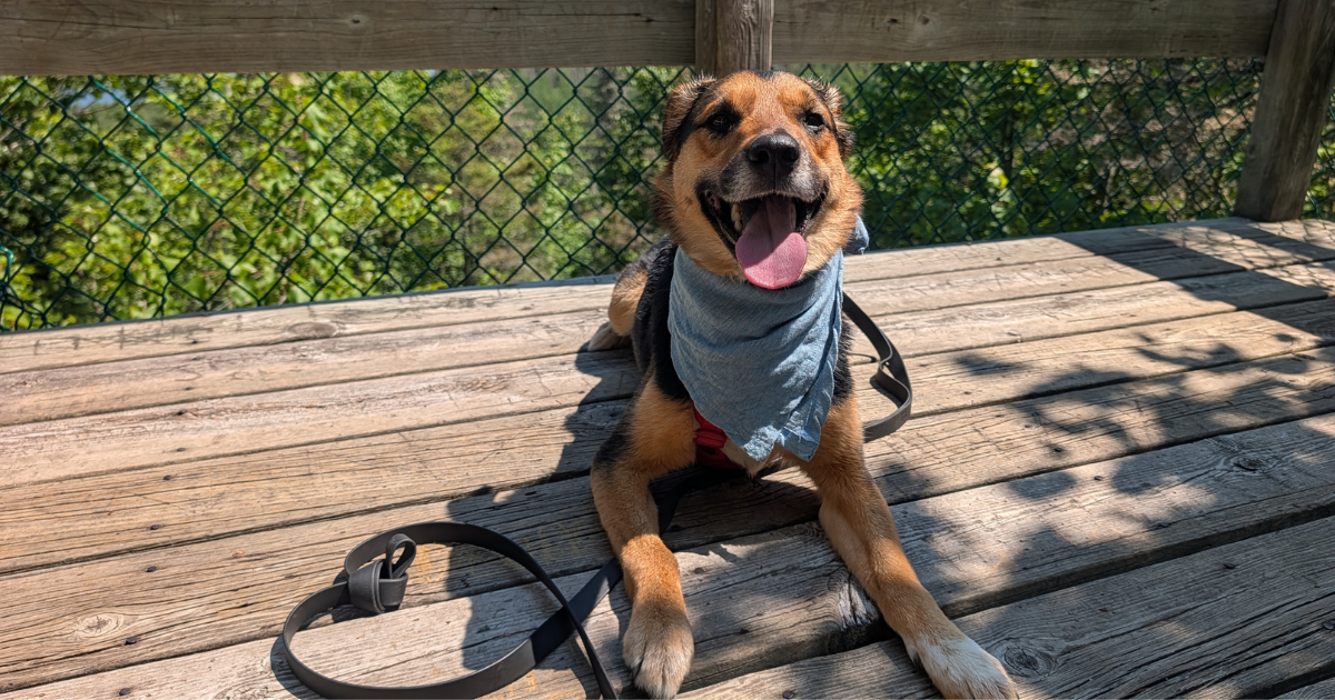 black, tan, and white dog lying on a wooden deck wearing a blue bandana | Reactive Dog Trail Scripts: What to Say in the Moment (from Our Experiences)