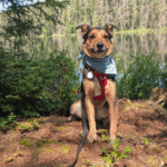 black, tan, and white dog sitting next to a lake wearing a blue bandana | Reactive Dog Trail Scripts: What to Say in the Moment (from Our Experiences)