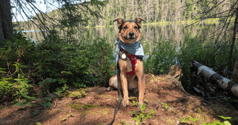 black, tan, and white dog sitting next to a lake wearing a blue bandana | Reactive Dog Trail Scripts: What to Say in the Moment (from Our Experiences)