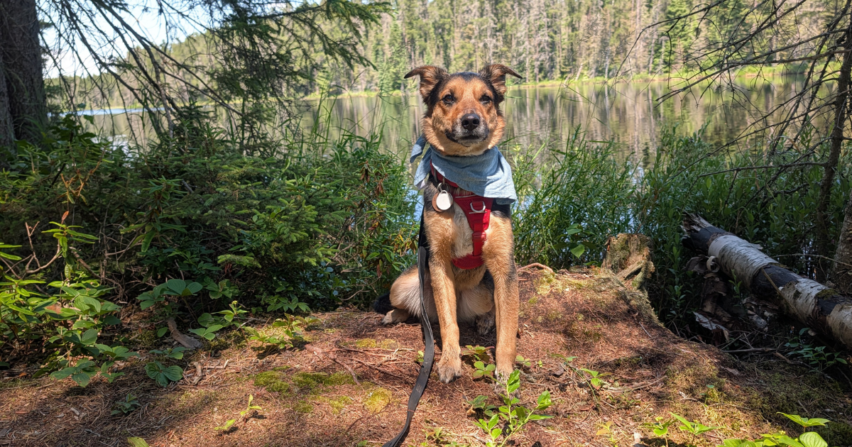 black, tan, and white dog sitting next to a lake wearing a blue bandana | Reactive Dog Trail Scripts: What to Say in the Moment (from Our Experiences)