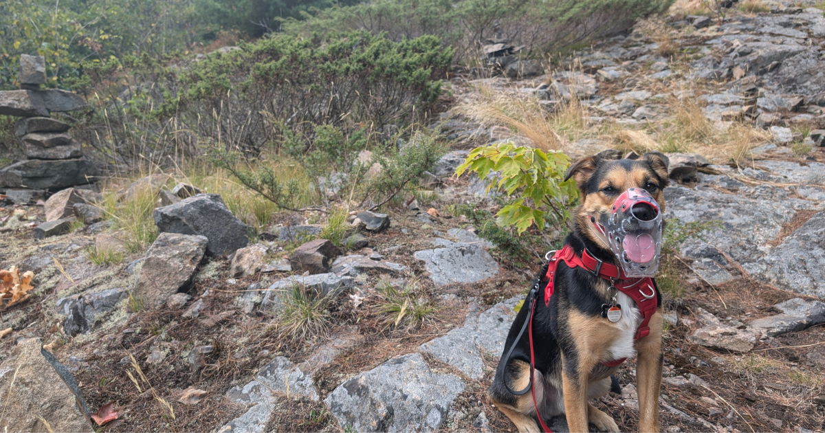 black, tan, and white dog sitting on a hiking trail wearing a muzzle | Reactive Dog Trail Scripts: What to Say in the Moment (from Our Experiences)