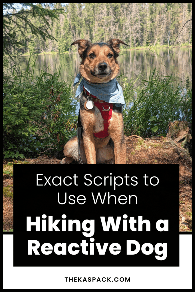 A Pinterest graphic featuring a black, tan, and white dog sitting next to a lake wearing a blue bandana | Reactive Dog Trail Scripts: What to Say in the Moment (from Our Experiences)