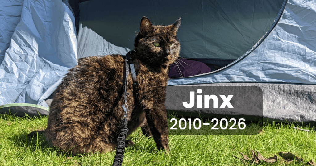 cat standing in front of a tent | In Loving Memory of Jinx