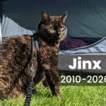 cat standing in front of a tent | In Loving Memory of Jinx