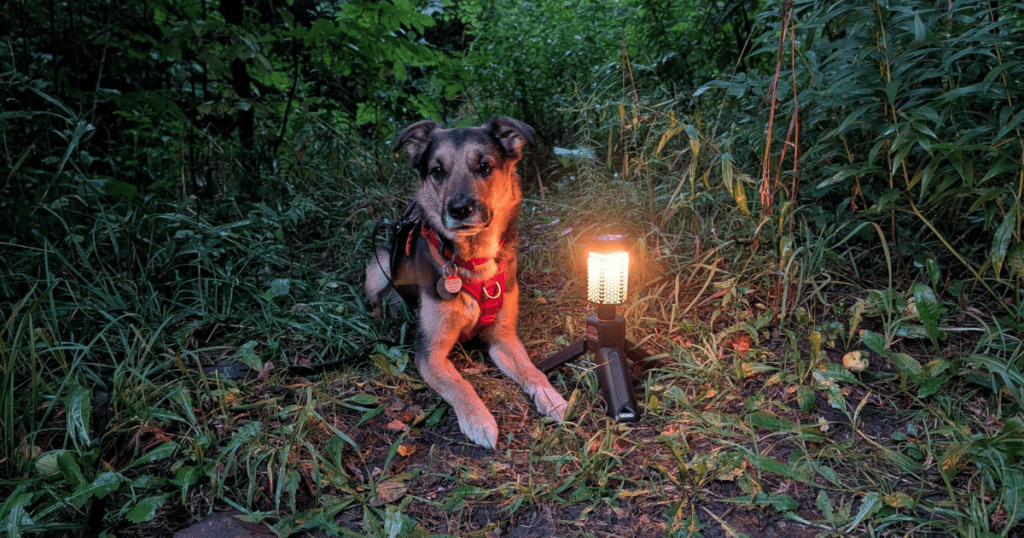 dog lying outdoors next a camp lantern | Our Campsite Lighting Setup