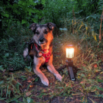 dog lying outdoors next a camp lantern | Our Campsite Lighting Setup